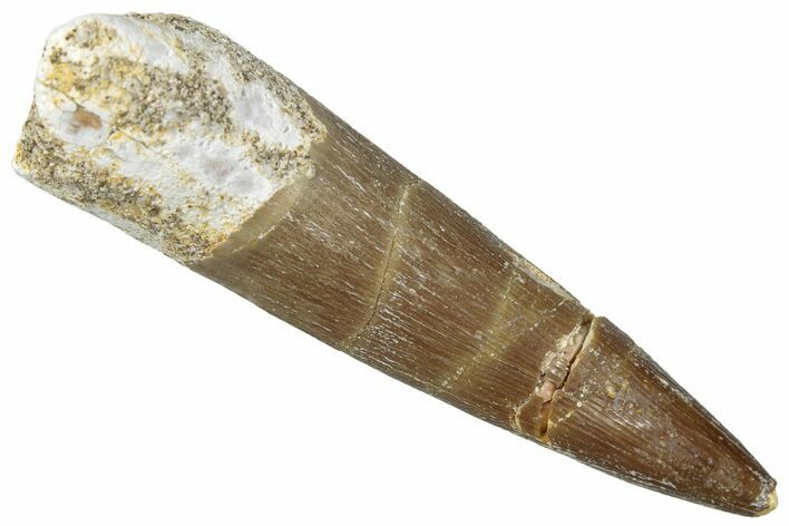 Fossil Plesiosaur (Zarafasaura) Tooth - Morocco #298302